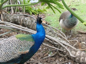 Peacocks in the bushes