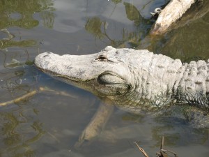 An American Alligator -- Isn't he cute?