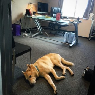 We now have an office dog! Meet Ulrick! #dog #officedog #sleepy #loved #germanshepherd #puppy