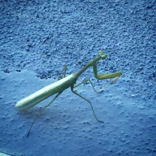 This little guy came to say hello this morning! #prayingmantis #bug #🐛